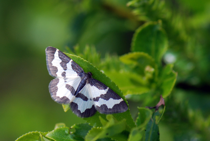 Come si chiama? - Lomaspilis marginata